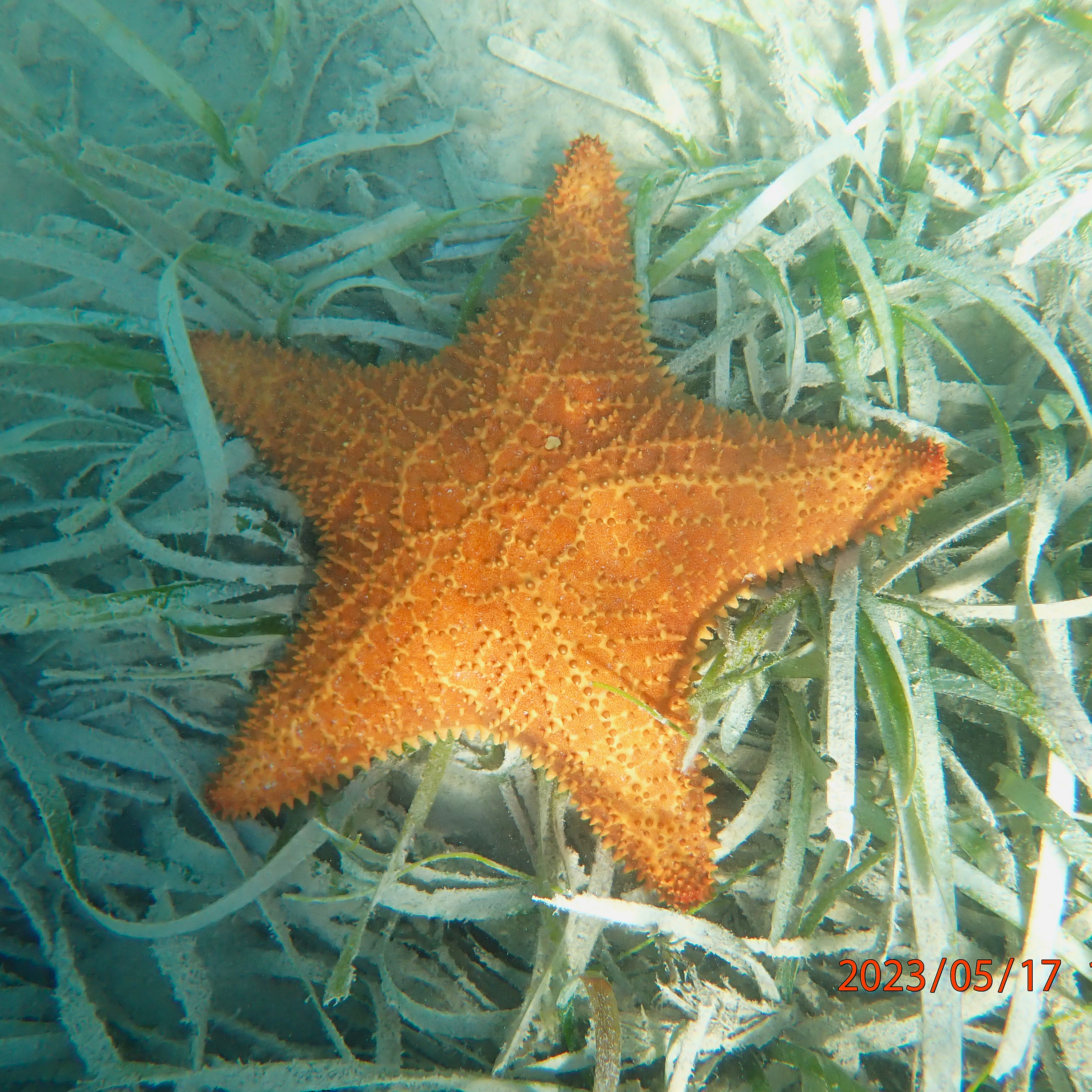 Fauna of seagrass meadows in Biscayne Bay