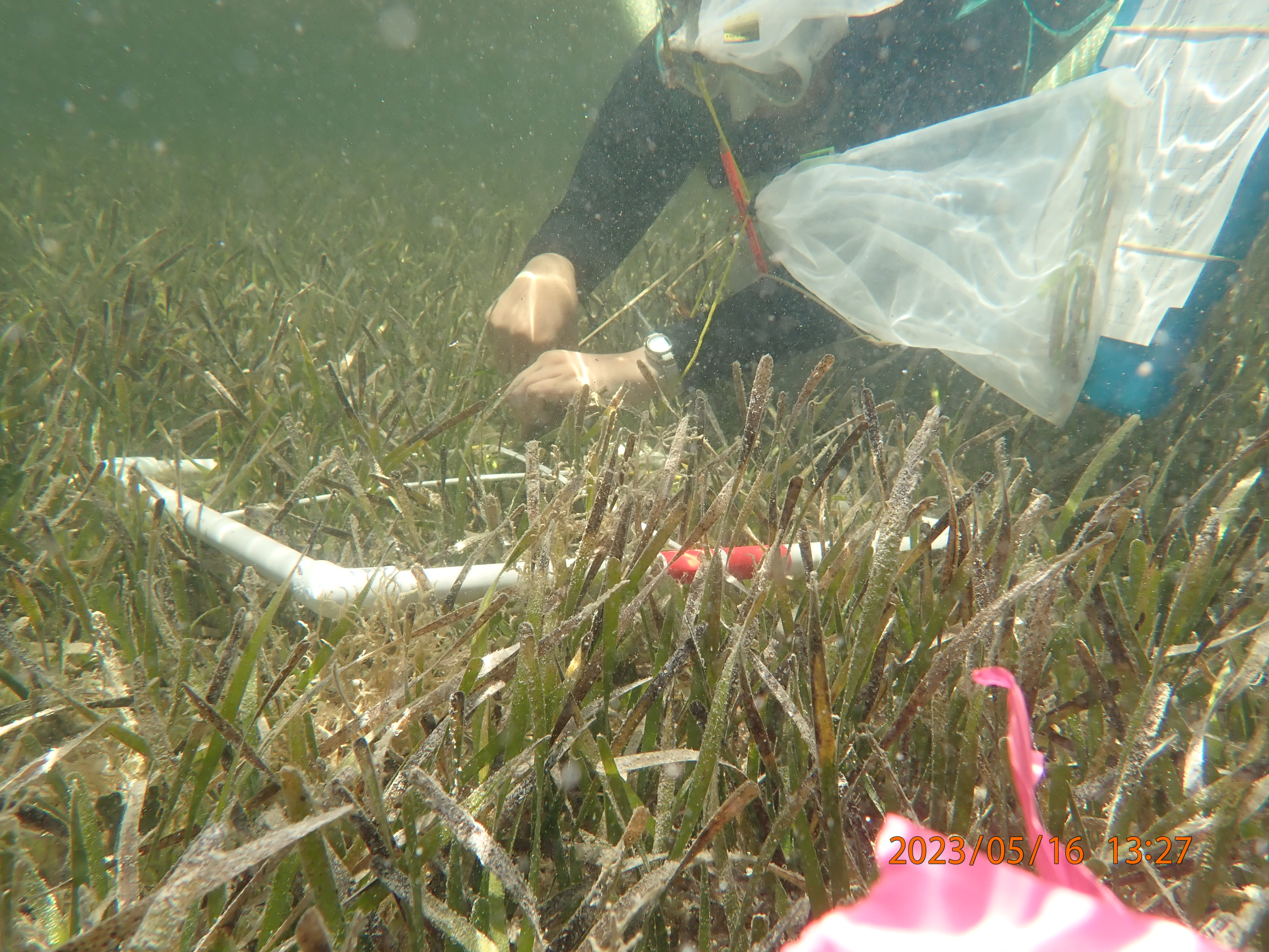 Gina taking seagrass samples