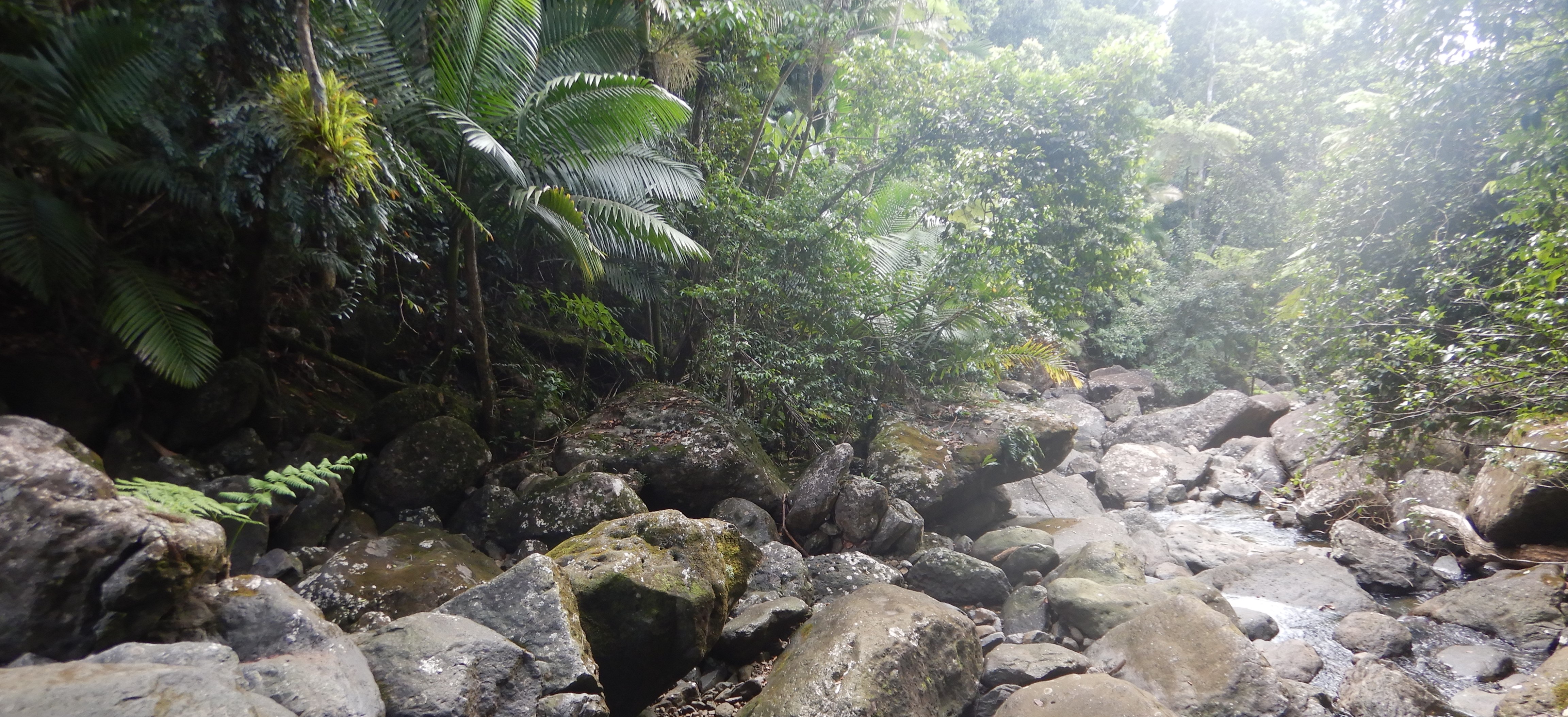 El Yunque card